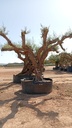 L08022 foto 3