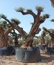 L05061 foto 2