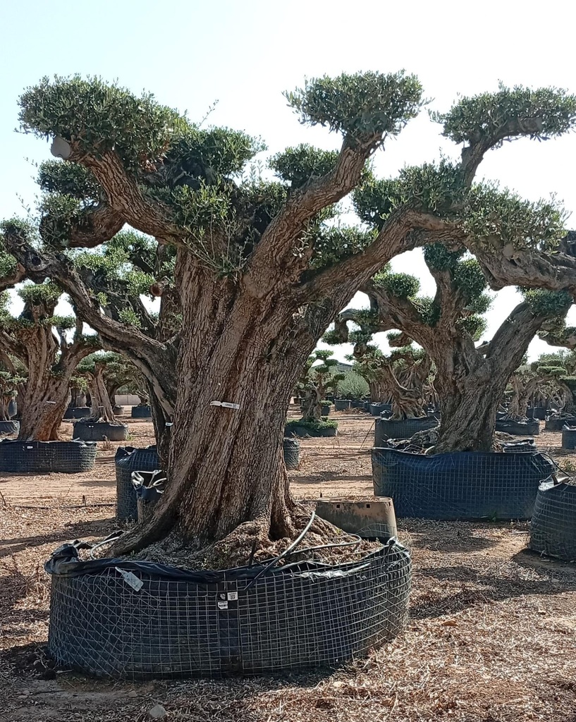 L05063 foto 2