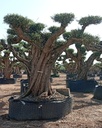 L05063 foto 2