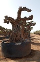 L05093 foto 3