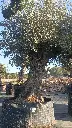 A01034 OBMA120 foto1.webp