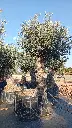 A01032 OBMA120 foto 2.webp