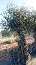 A01061 OBMA100 foto2.webp