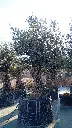 A01062 OBMA100 foto2.webp