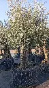 A01091 OBMA100 foto2.webp