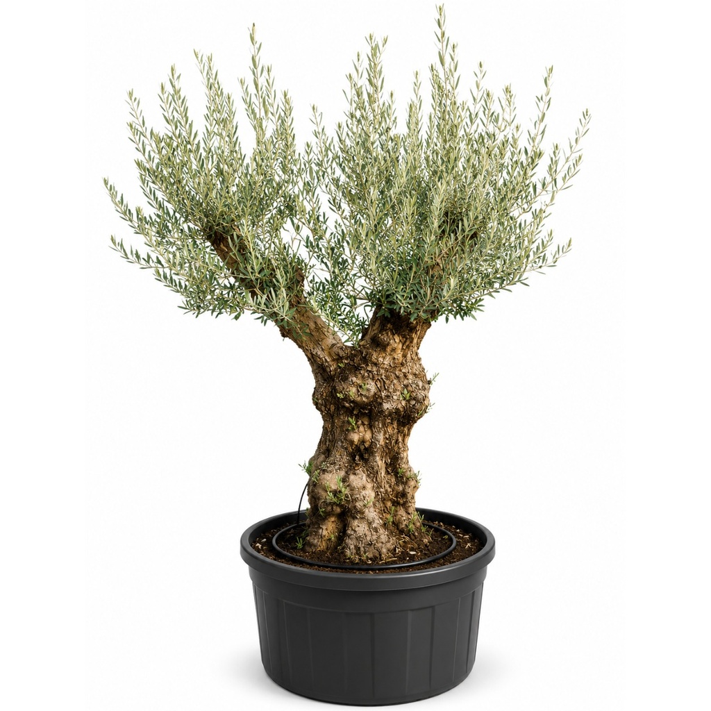 [ONT100] ONT100 - Olea Europaea