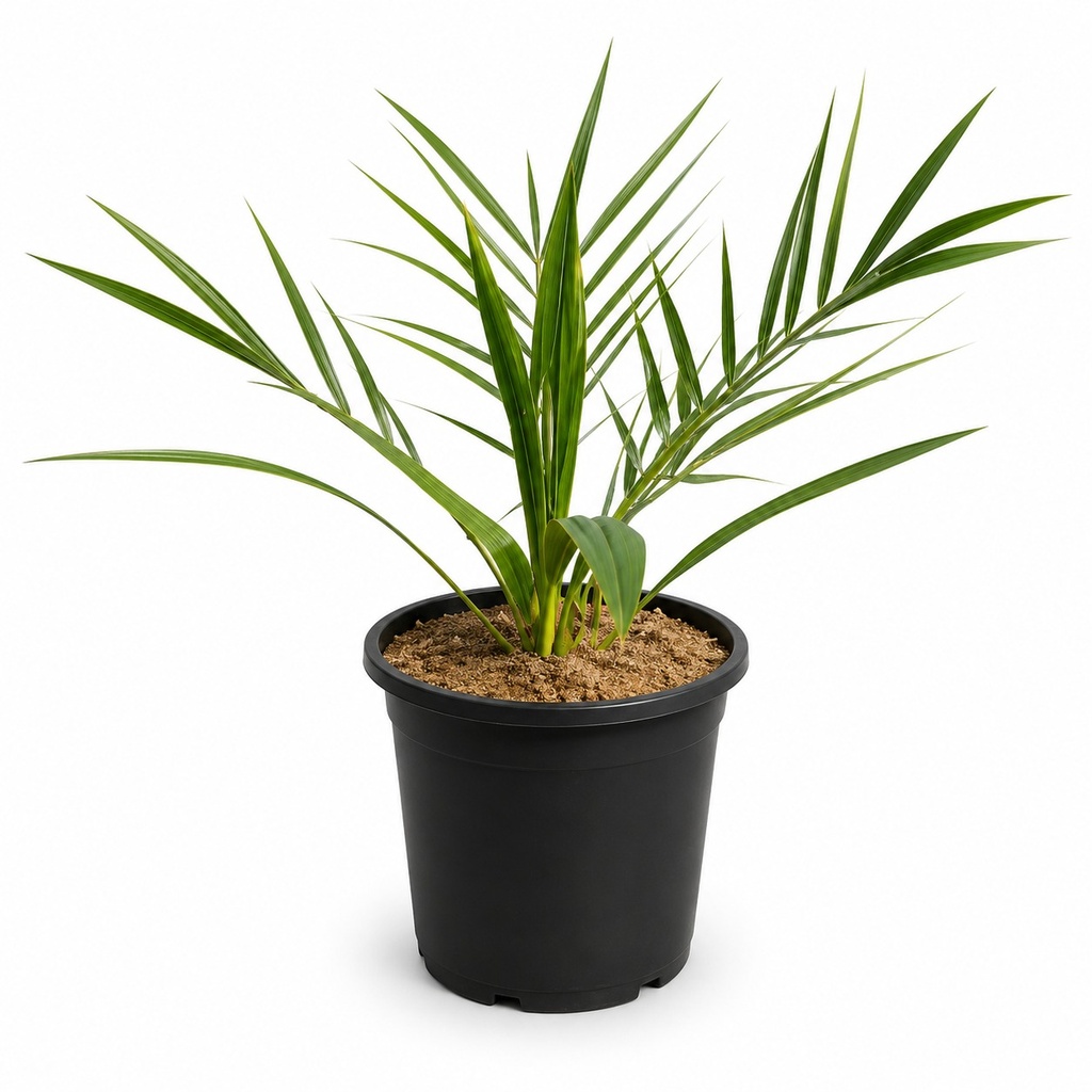 [PX10] PX10 - Phoenix Canariensis Tronco simple