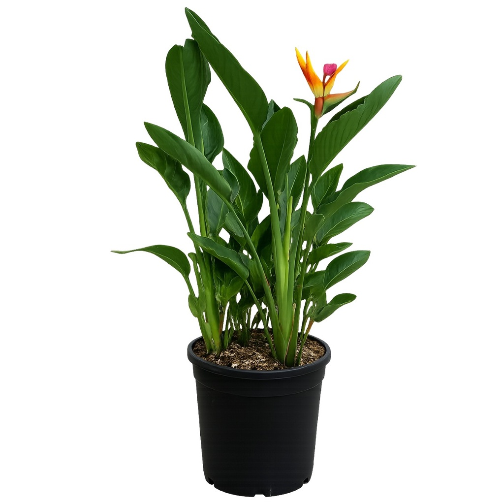 [SR10] SR10 - Strelitzia Reginae