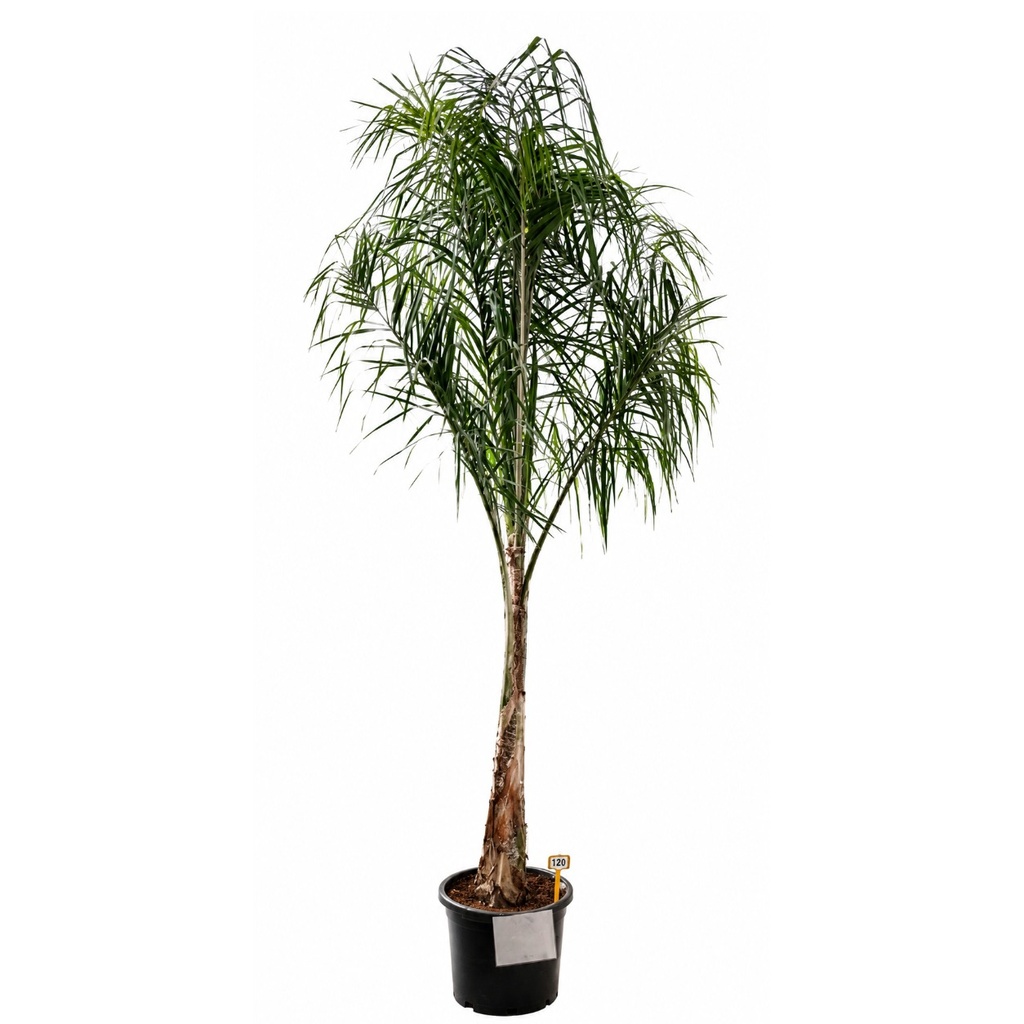 [SY35] SY35 - Syagrus Romanzoffiana Tronco Simple