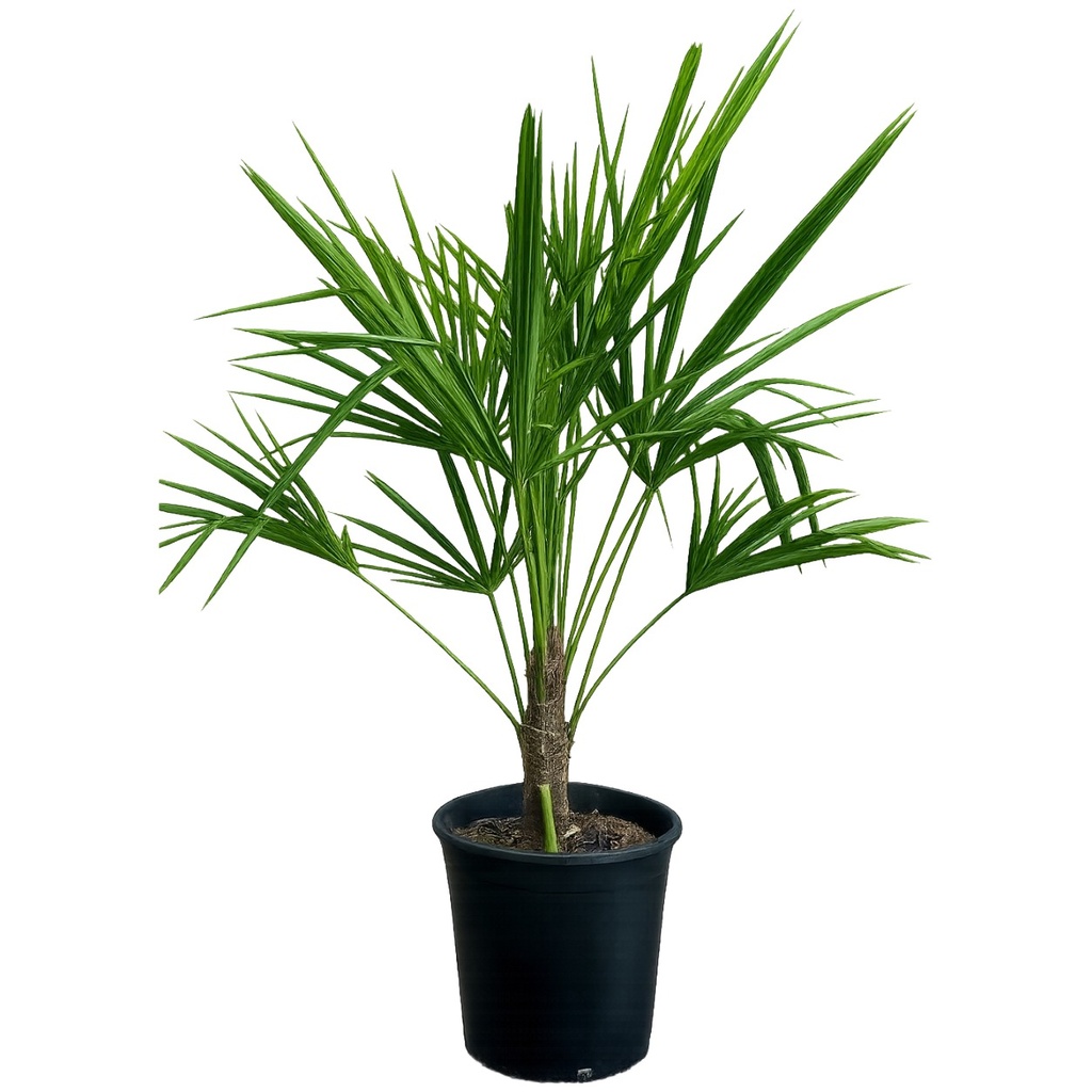 [TF10] TF10 - Trachycarpus Fortunei Tronco Simple
