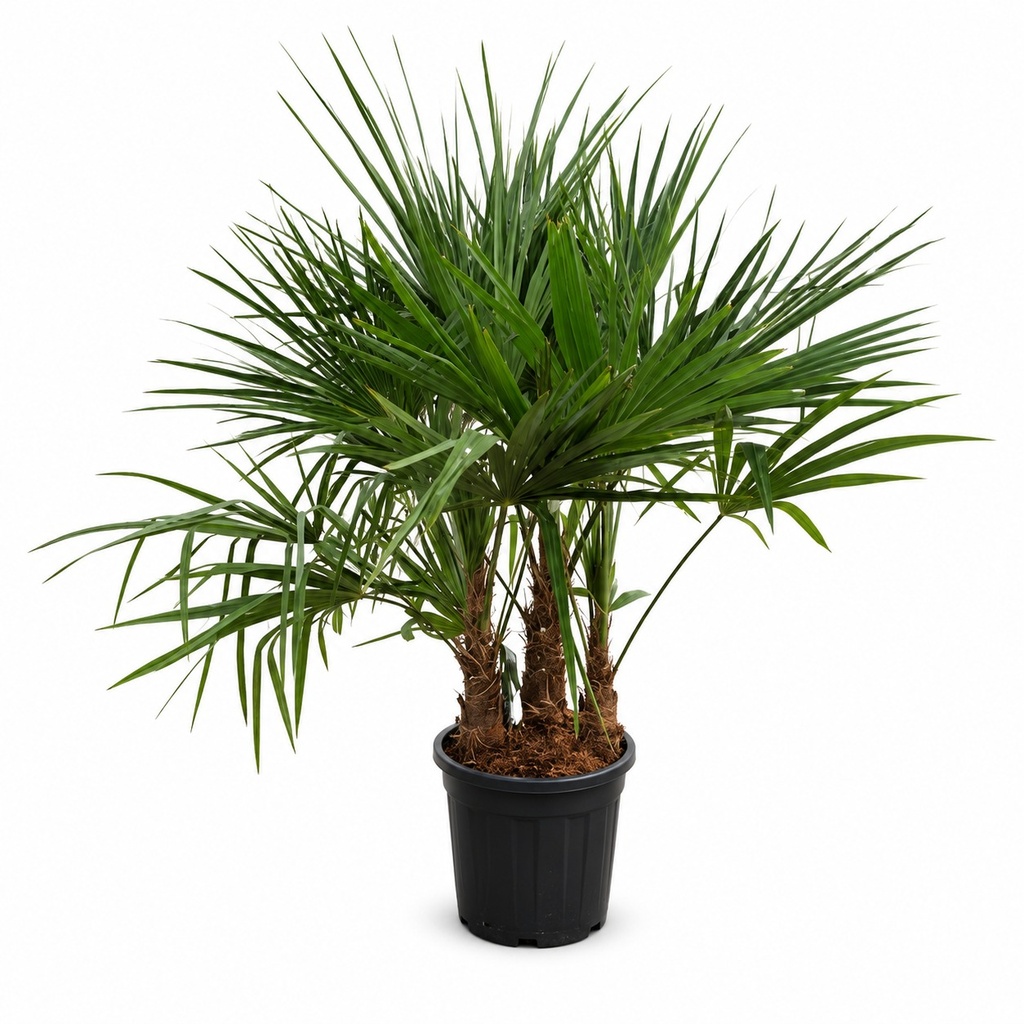 [TFM15] TFM15 - Trachycarpus Fortunei Multitronco