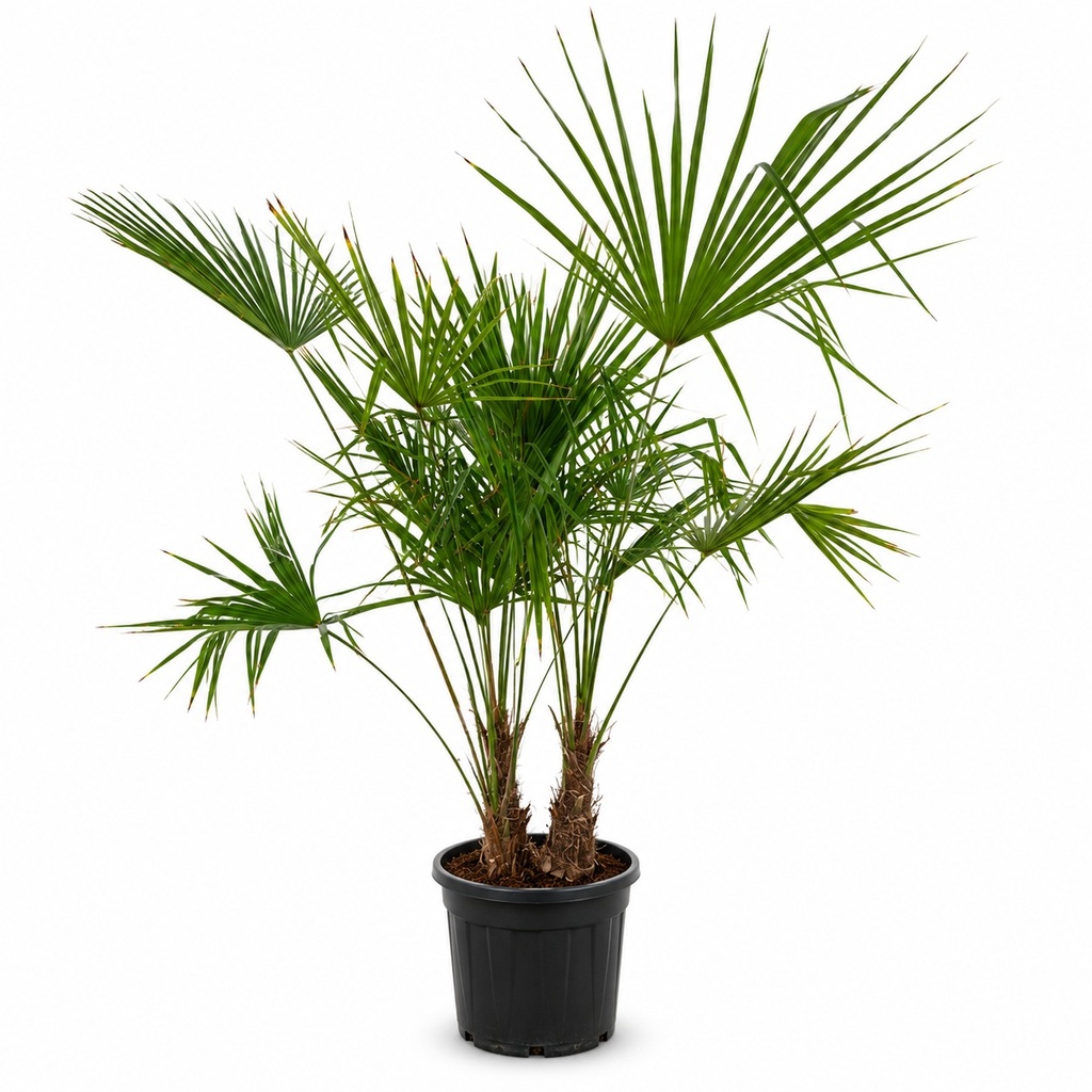TFM20 - Trachycarpus Fortunei Multitronco