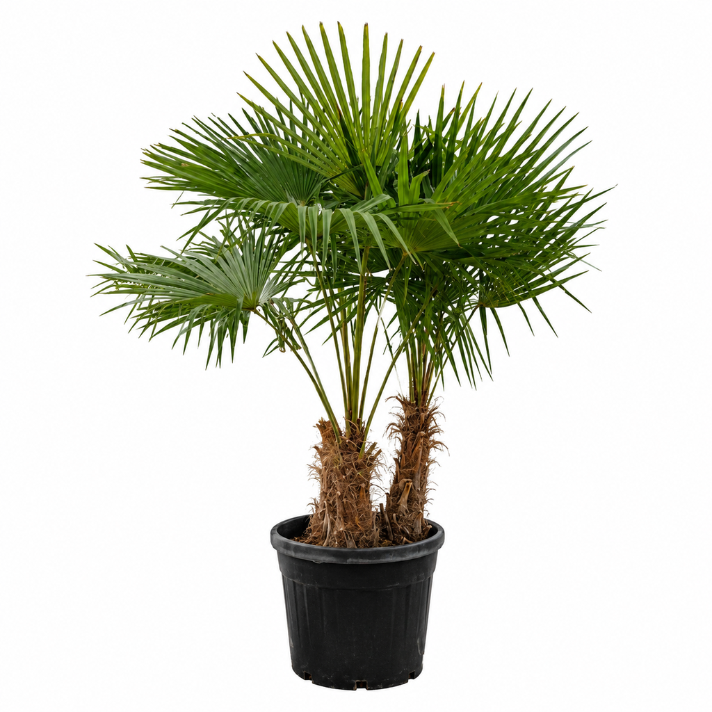 [TFM30] TFM30 - Trachycarpus Fortunei Multitronco