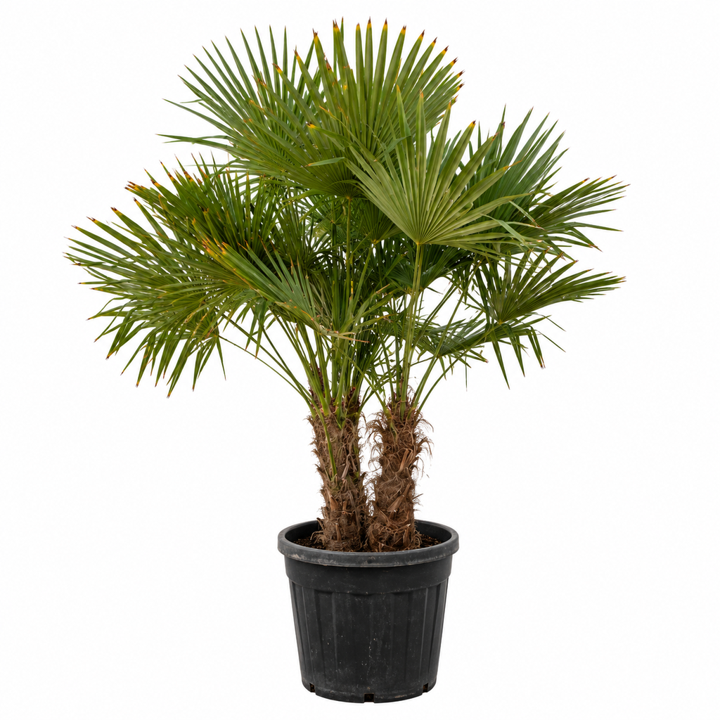 [TFM40] TFM40 - Trachycarpus Fortunei Multitronco