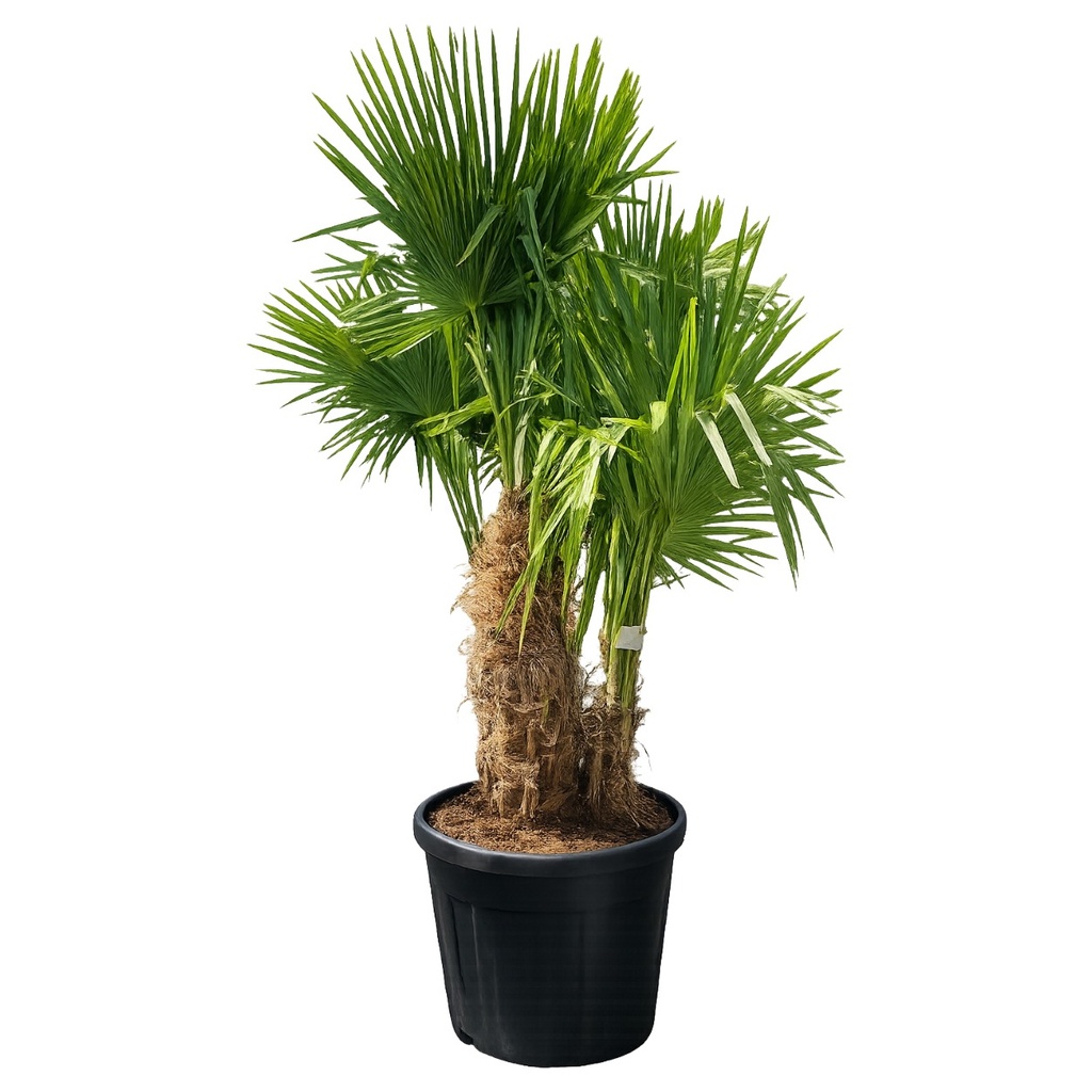 [TFM60] TFM60 - Trachycarpus Fortunei Multitronco