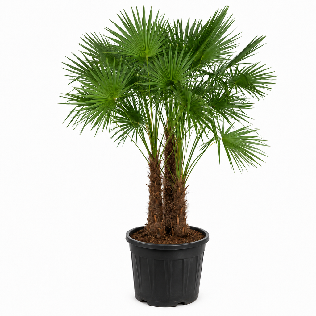 [TFM80] TFM80 - Trachycarpus Fortunei Multitronco
