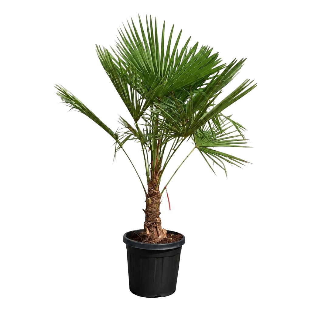 [TFT20] TFT20 - Trachycarpus Fortunei Tronco Simple