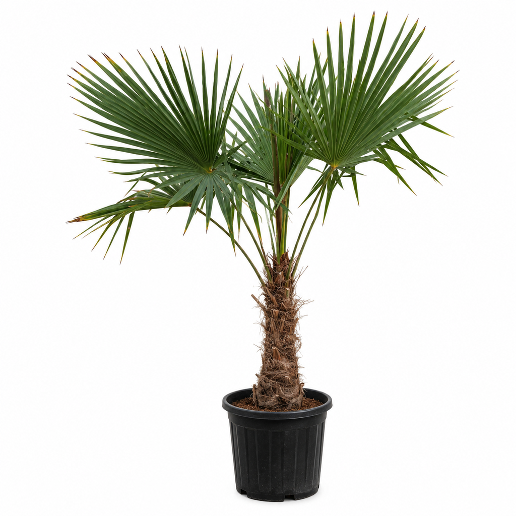 TFT30 - Trachycarpus Fortunei Tronco Simple