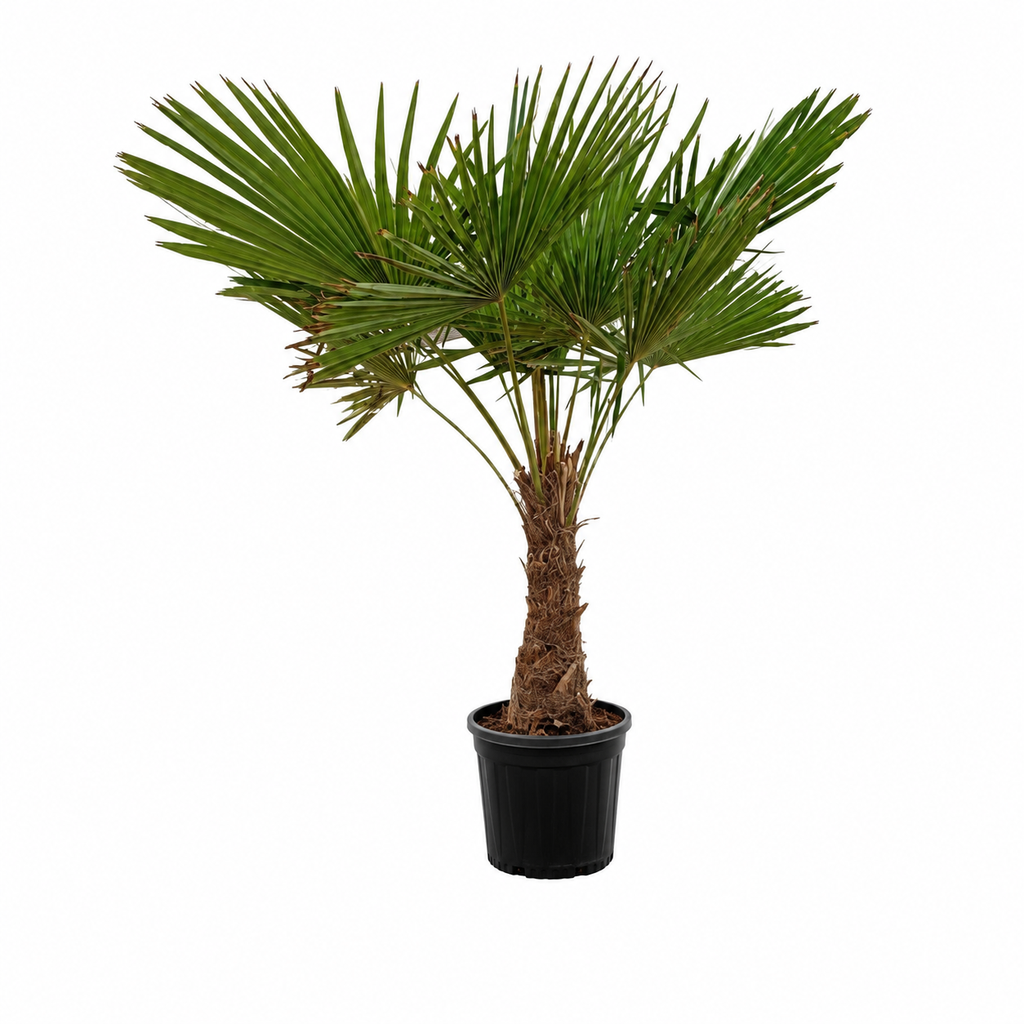 [TFT40] TFT40 - Trachycarpus Fortunei Tronco Simple
