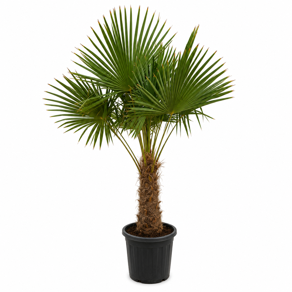 TFT50 - Trachycarpus Fortunei Tronco Simple