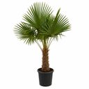 TFT50 - Trachycarpus Fortunei Tronco Simple