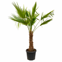 TFT60 - Trachycarpus Fortunei Tronco Simple