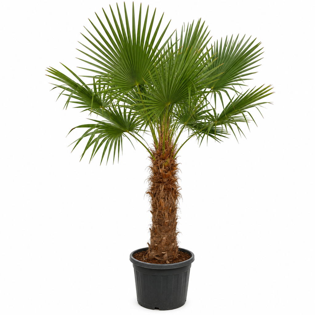[TFT80] TFT80 - Trachycarpus Fortunei Tronco Simple