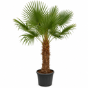 TFT80 - Trachycarpus Fortunei Tronco Simple