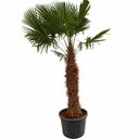 TFT100 - Trachycarpus Fortunei Tronco Simple