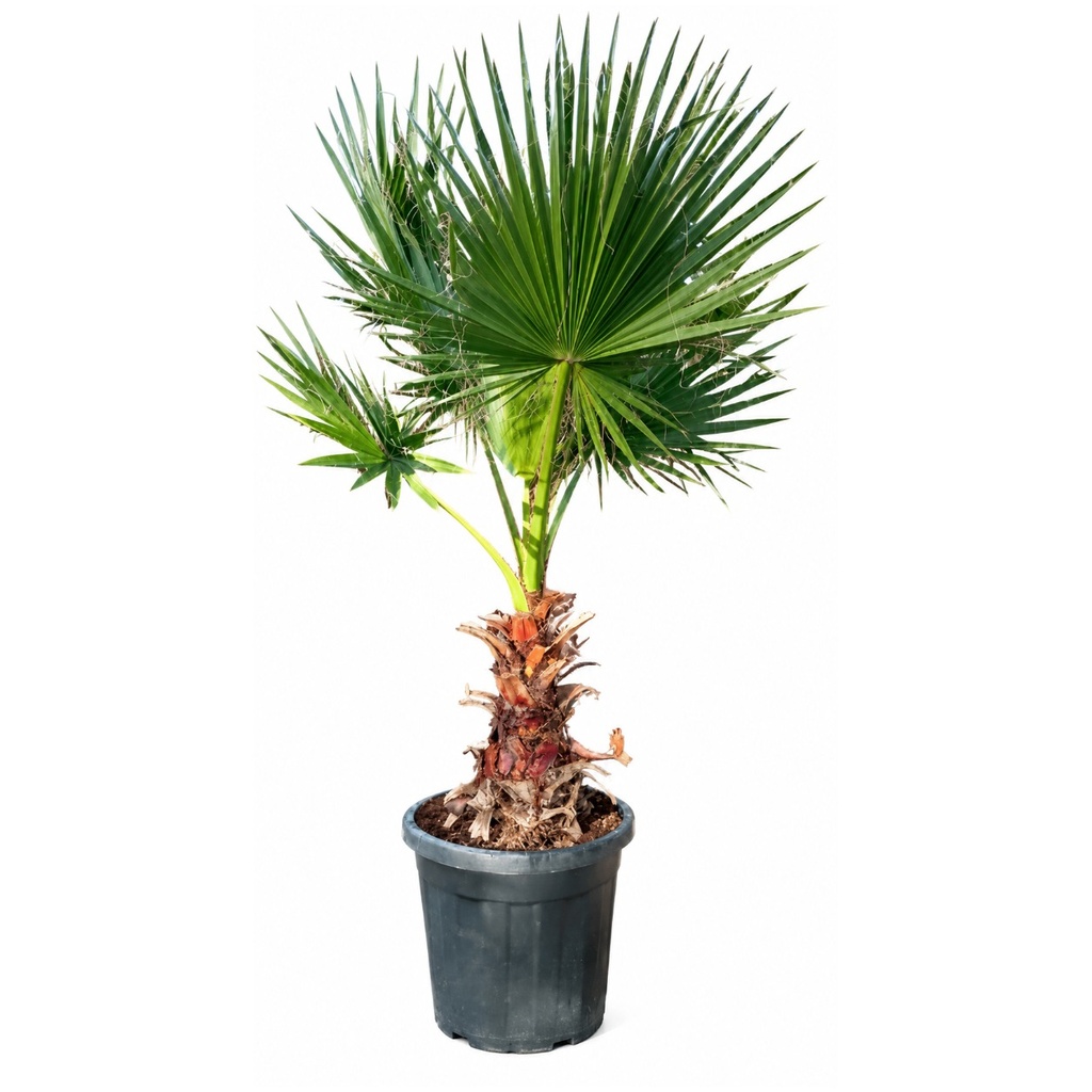 WH30 - Washingtonia Robusta Tronco Simple