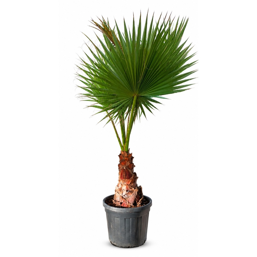 WH40 - Washingtonia Robusta Tronco Simple