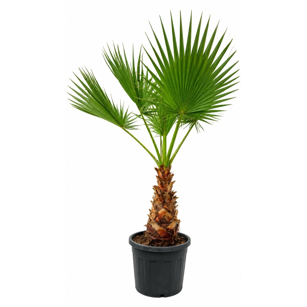 WH60 - Washingtonia Robusta Tronco Simple