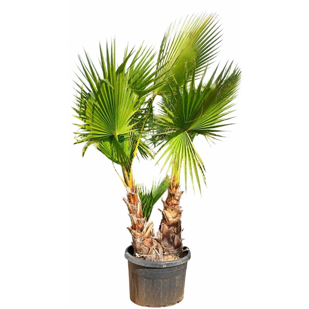 [WHD40] WHD40 - Washingtonia Robusta Tronco Doble