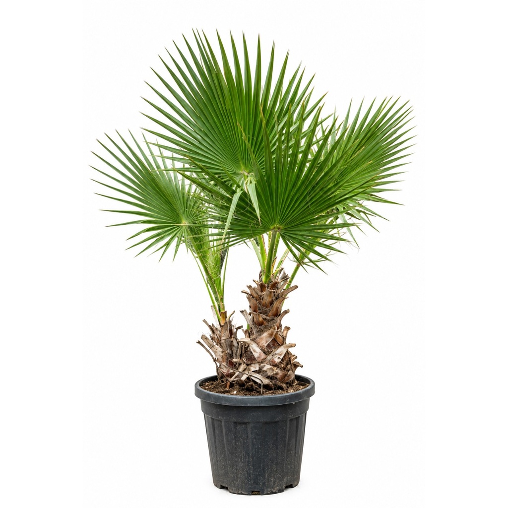 WHD60 - Washingtonia Robusta Tronco Doble
