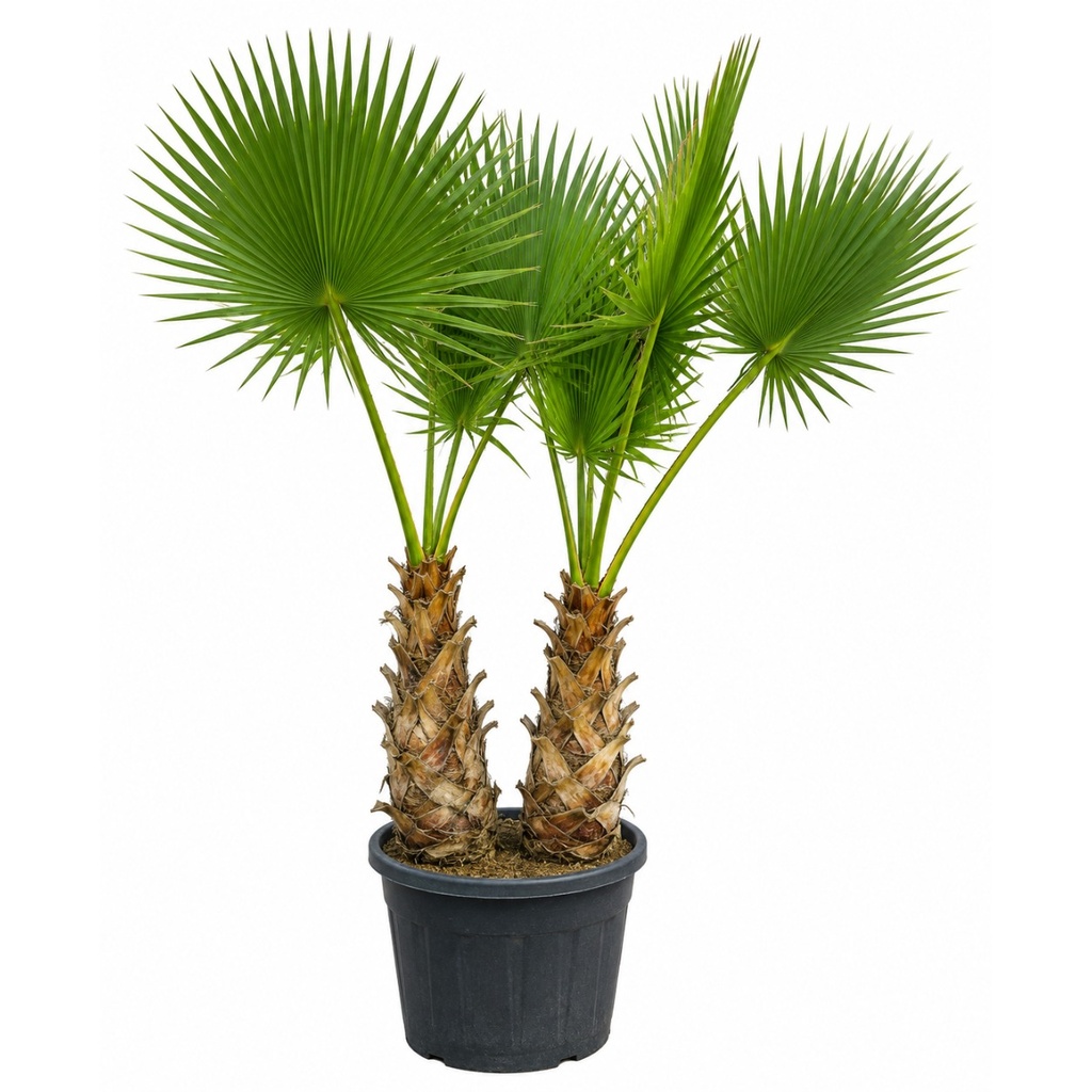 [WHD80] WHD80 - Washingtonia Robusta Tronco Doble