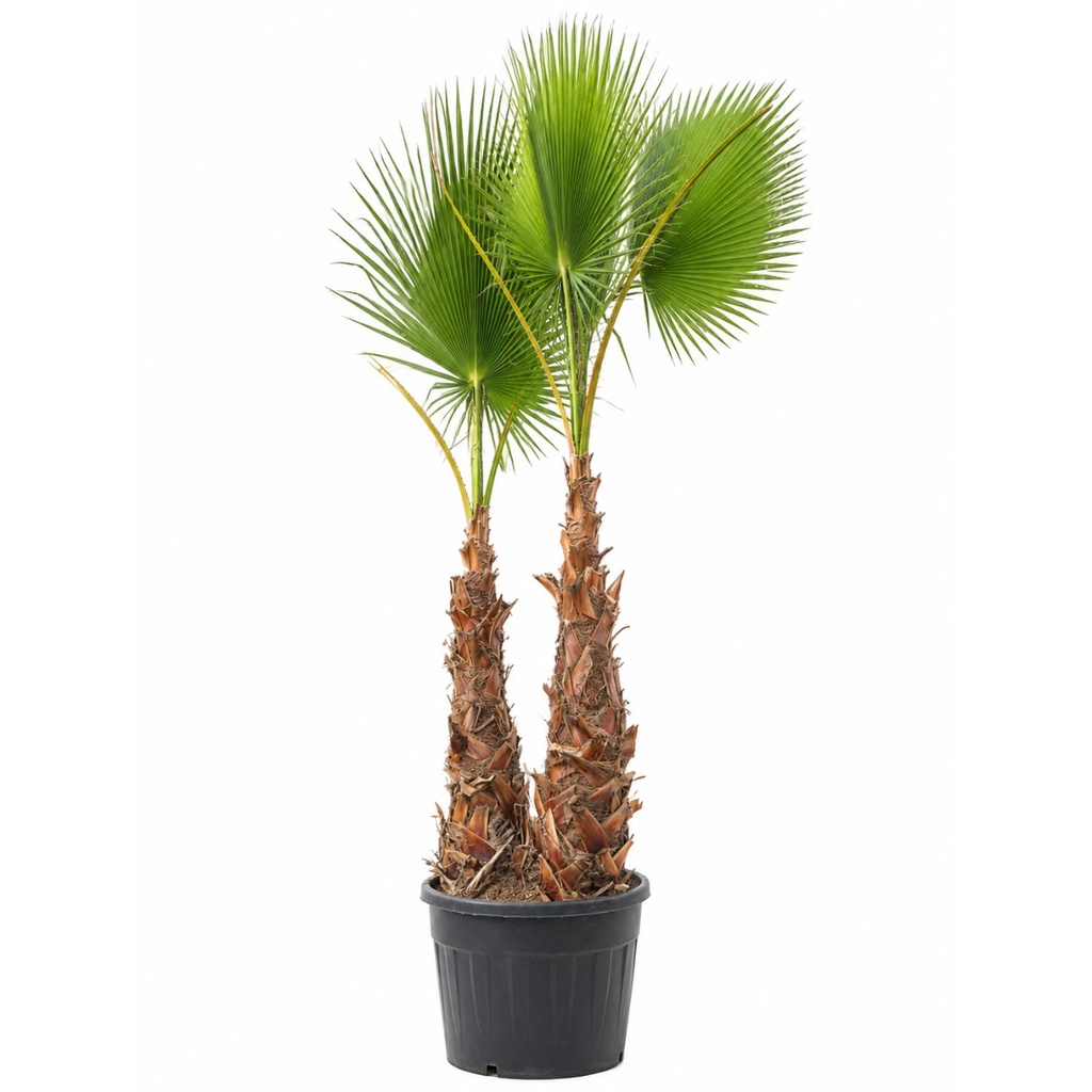 WHD100 - Washingtonia Robusta Tronco Doble