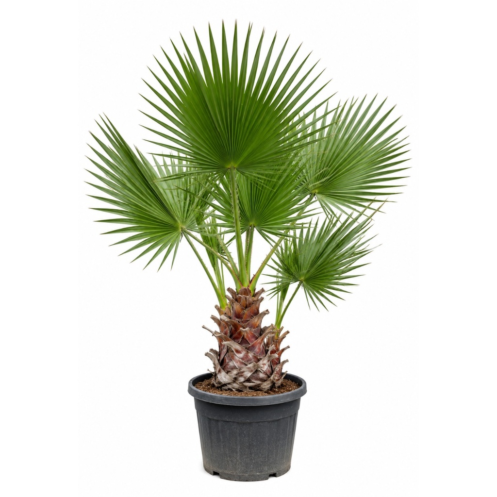 WHM30 - Washingtonia Robusta Multitronco