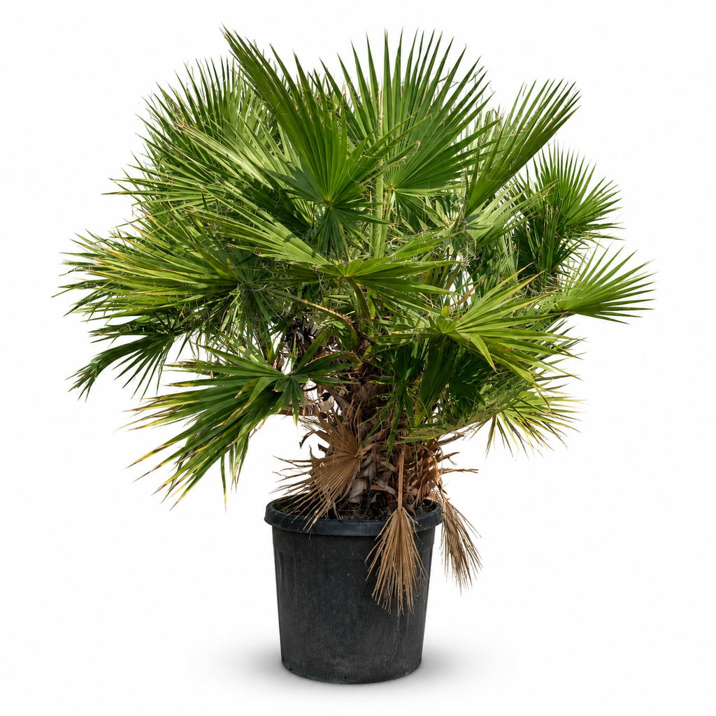[WHM40] WHM40 - Washingtonia Robusta Multitronco