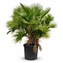 WHM40 - Washingtonia Robusta Multitronco