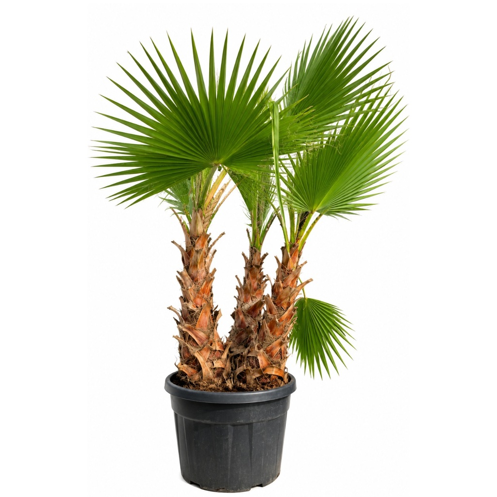 [WHM60] WHM60 - Washingtonia Robusta Multitronco