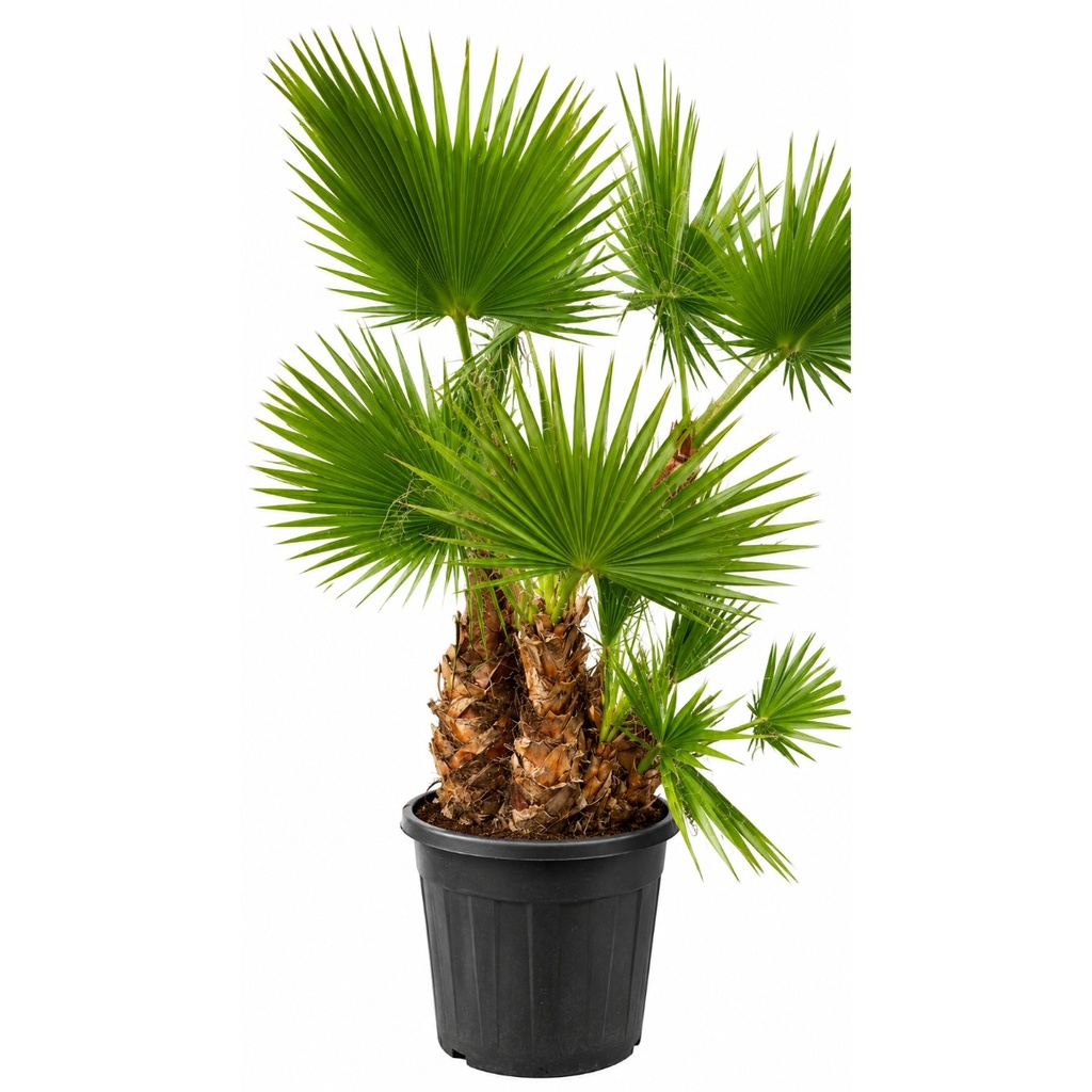 [WHM100] WHM100 - Washingtonia Robusta Multitronco