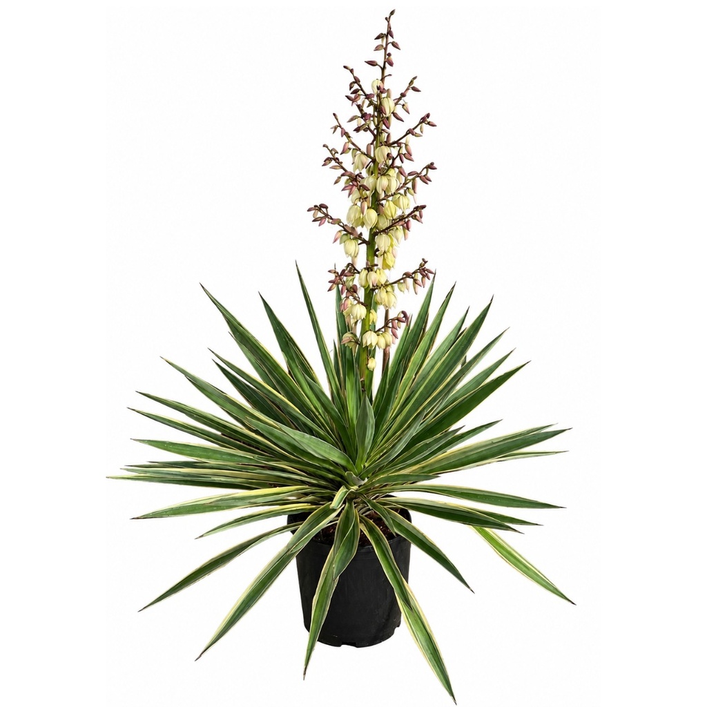 [YG10] YG10 - Yucca Gloriosa Tronco Simple
