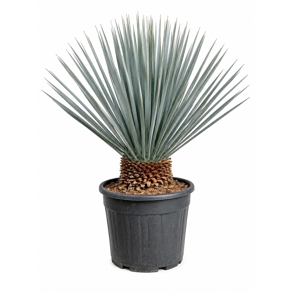 [YR15] YR15 - Yucca Rostrata Tronco Simple