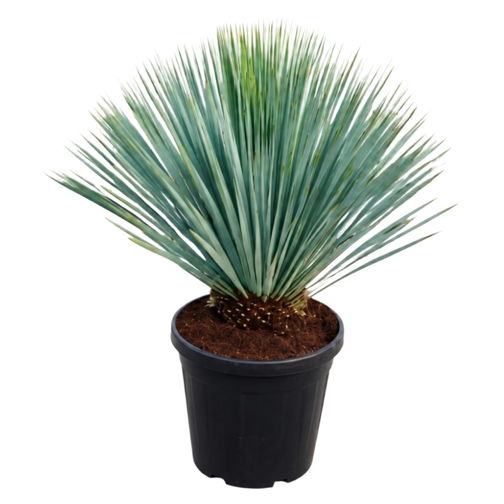 YR20 - Yucca Rostrata Tronco Simple