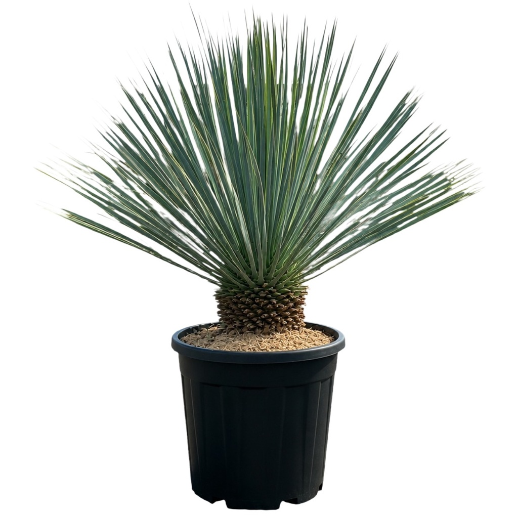 [YRT15] YRT15 - Yucca Rostrata Tronco Simple