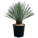 YRT15 - Yucca Rostrata Tronco Simple