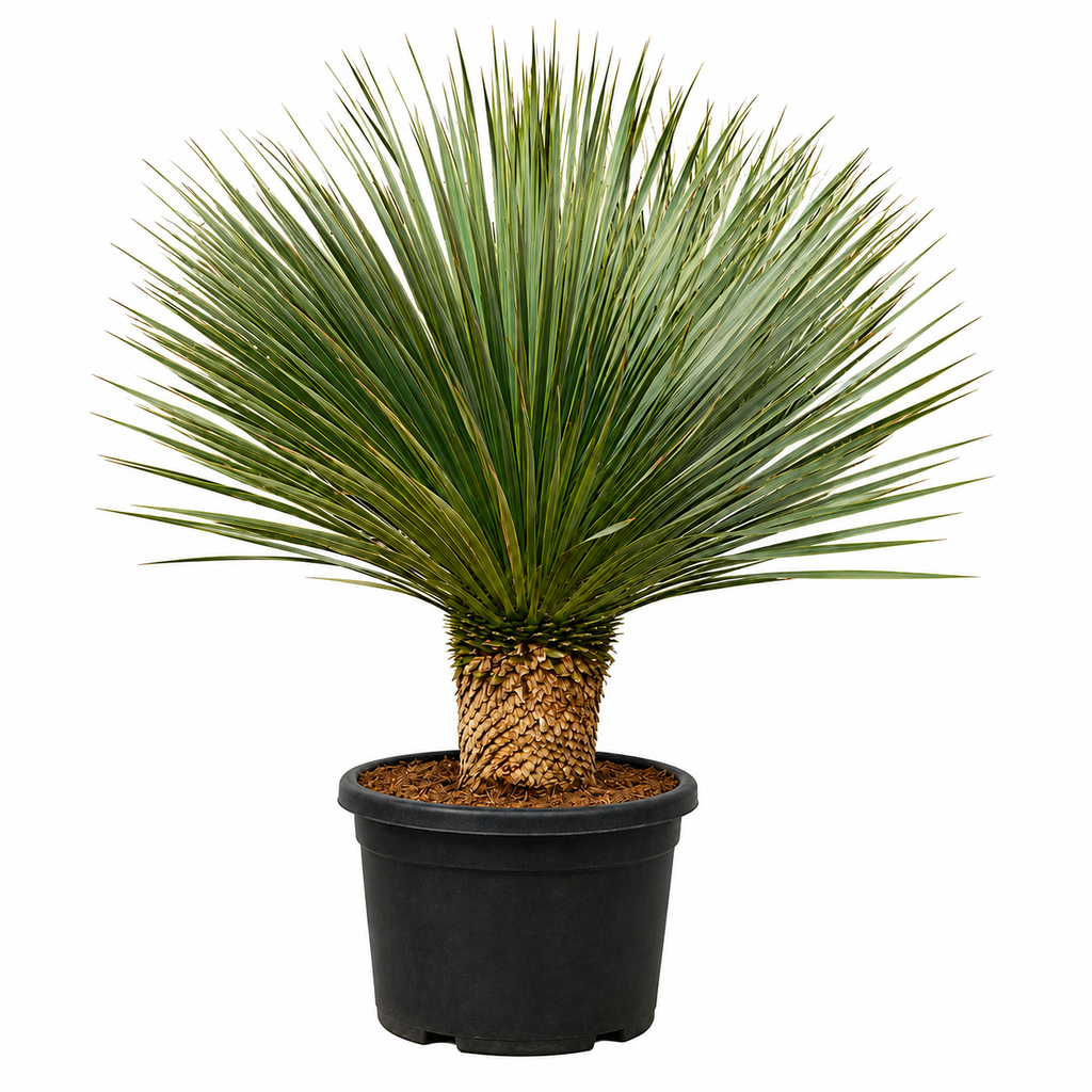 [YRT20] YRT20 - Yucca Rostrata Tronco Simple