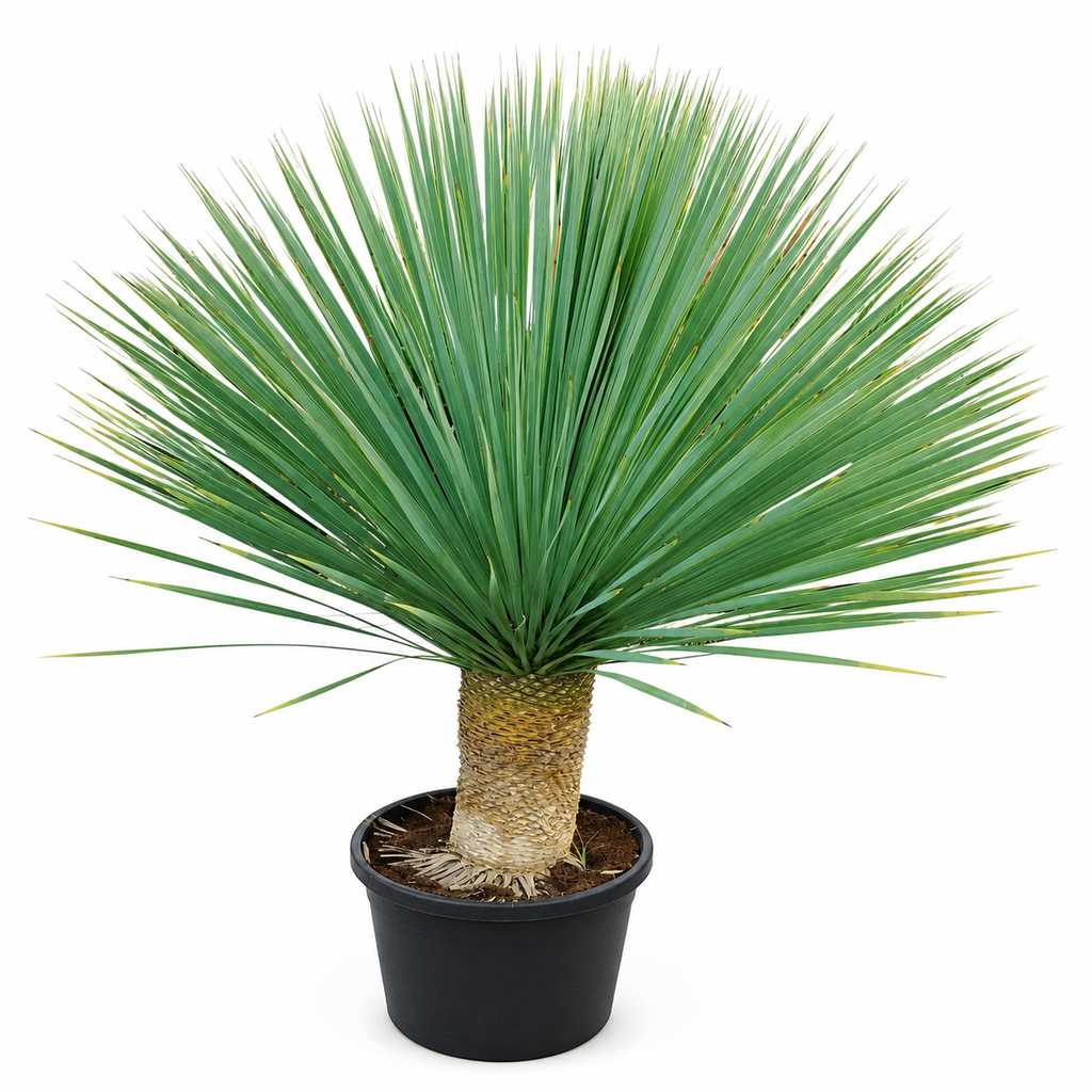 [YRT30] YRT30 - Yucca Rostrata Tronco Simple