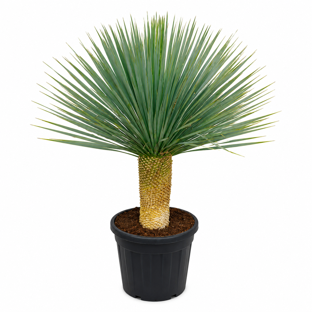 [YRT40] YRT40 - Yucca Rostrata Tronco Simple